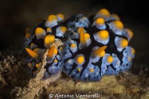 Scrambled egg nudibranchs( Phyllidia varicosa)_Feb 2024
... by Antonio Venturelli 